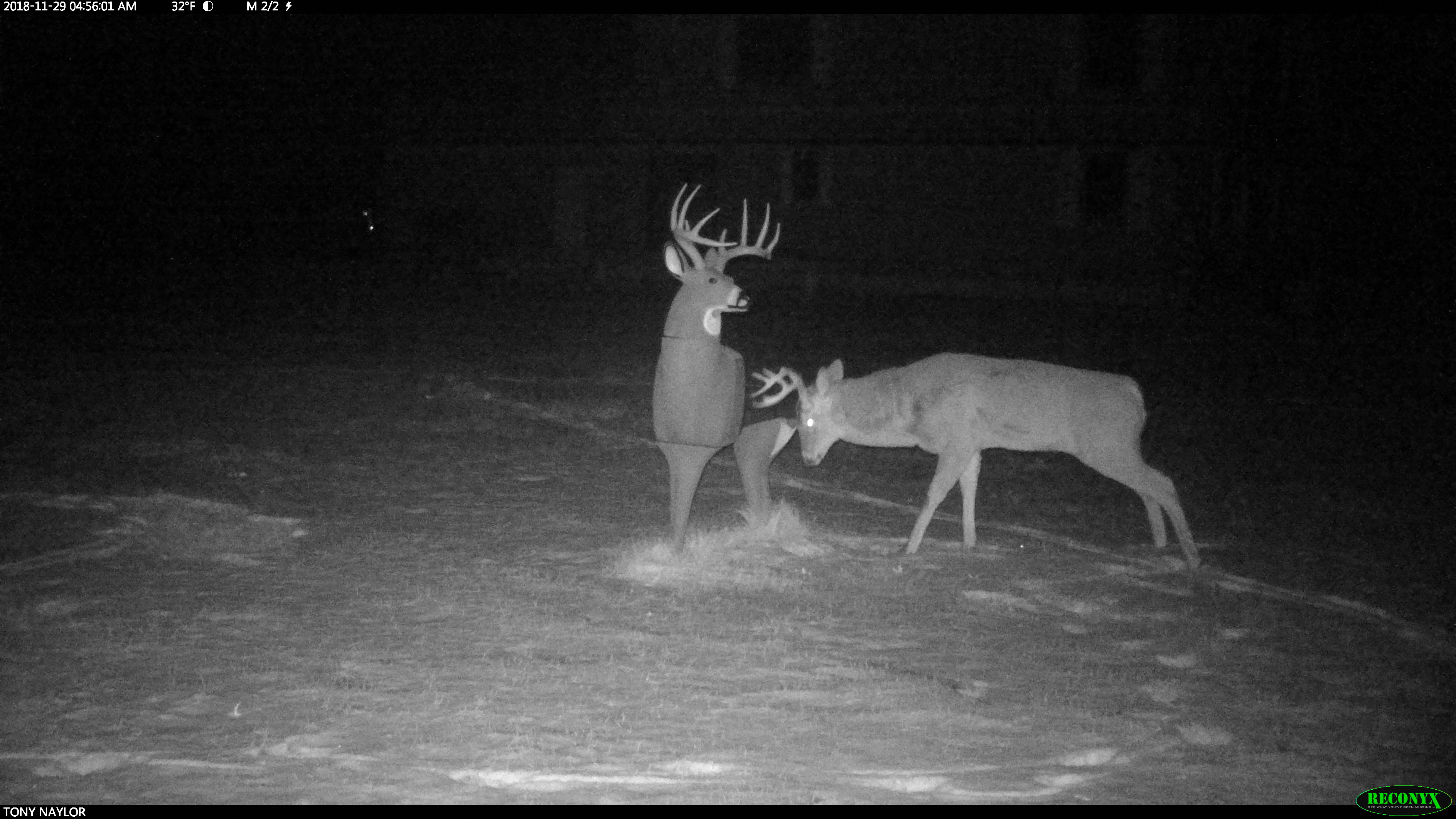 Trail Cam Tuesday