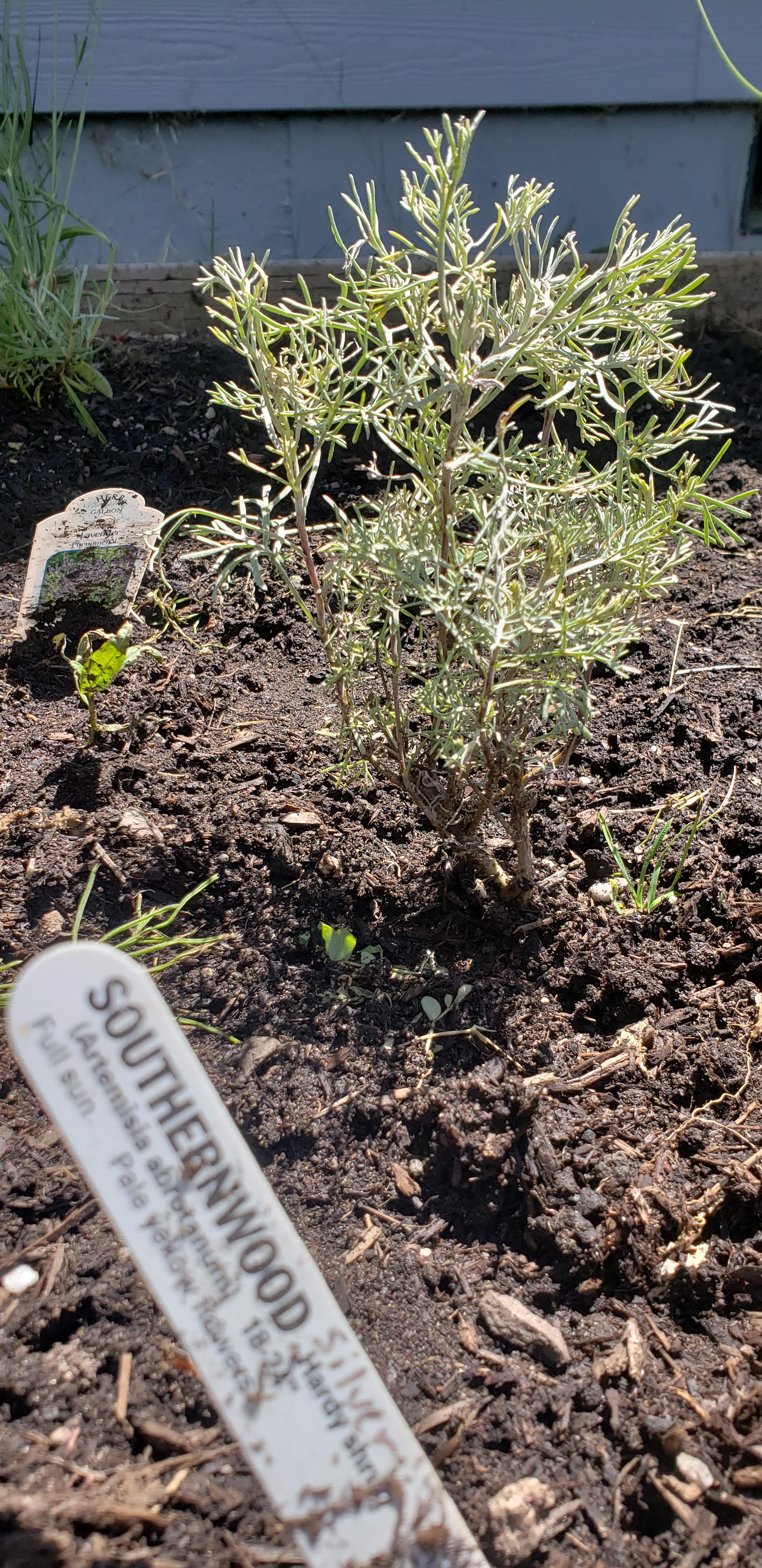 Herbs For Dogs 