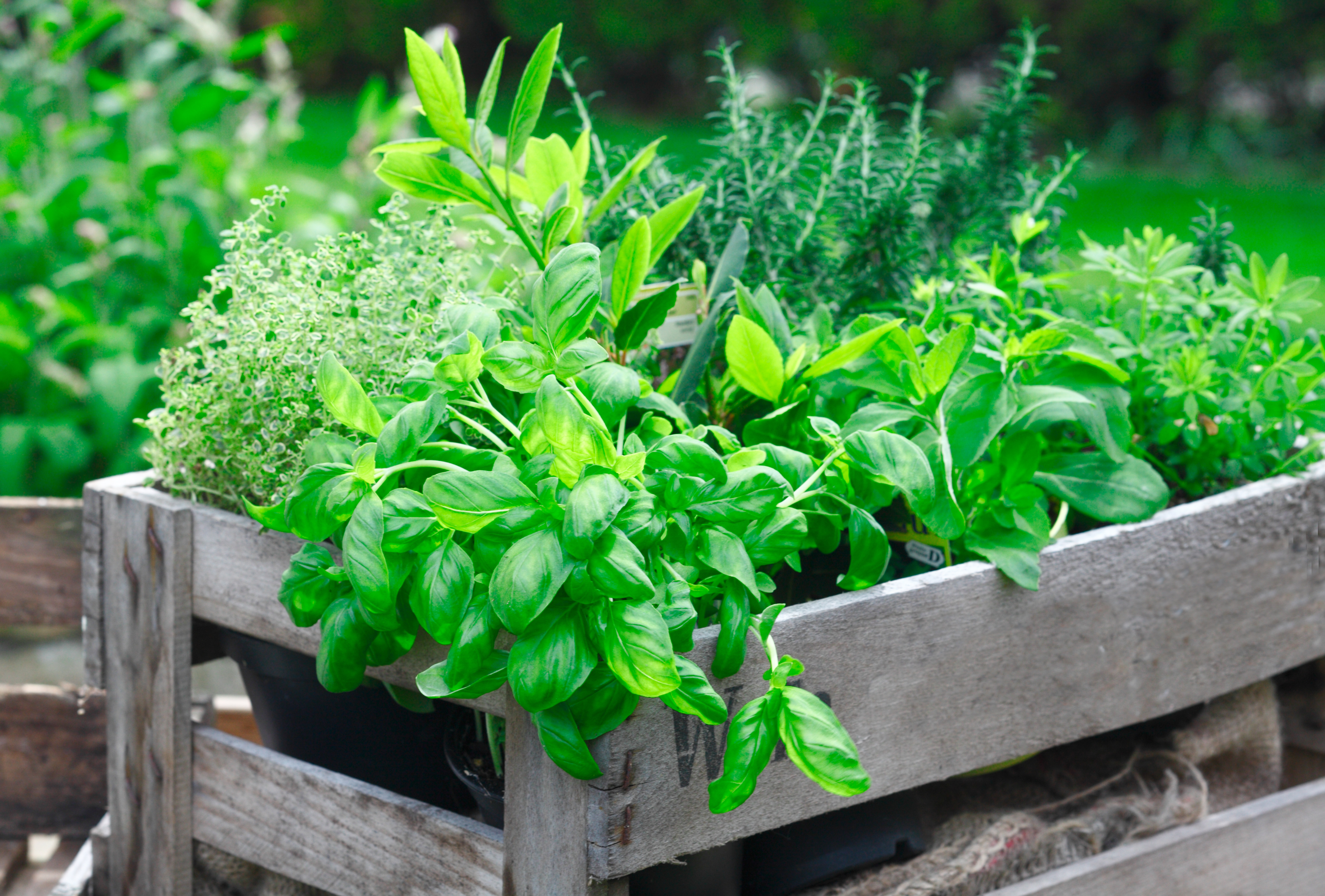 Pet Herbs Spring Safe to Eat