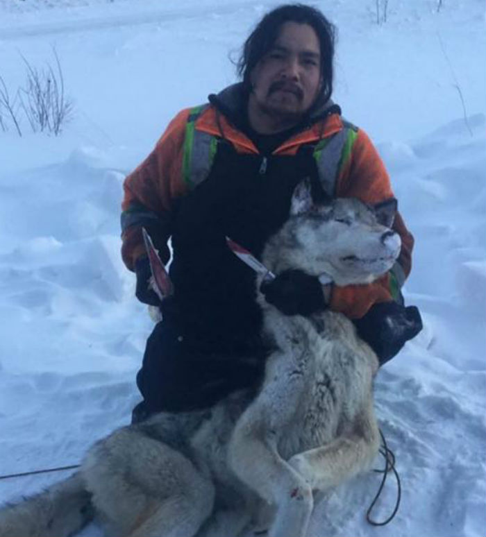 wolf attack