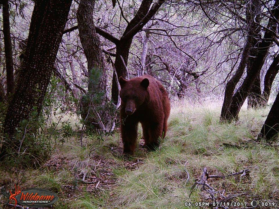 Trail Cam Tuesday