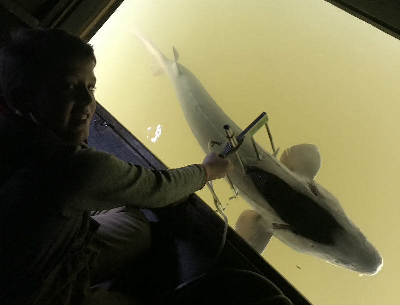 sturgeon spearing