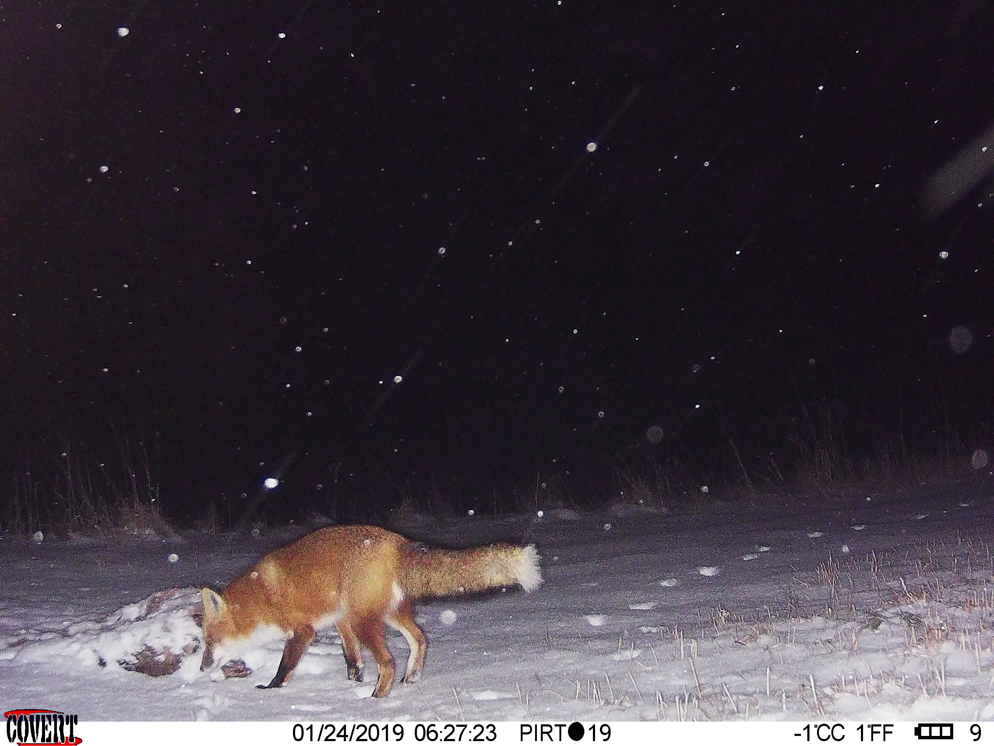 Trail Cam Tuesday