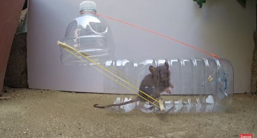 rat trap
