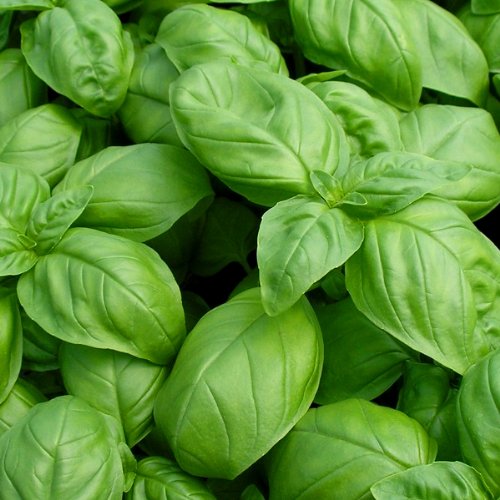 Basil