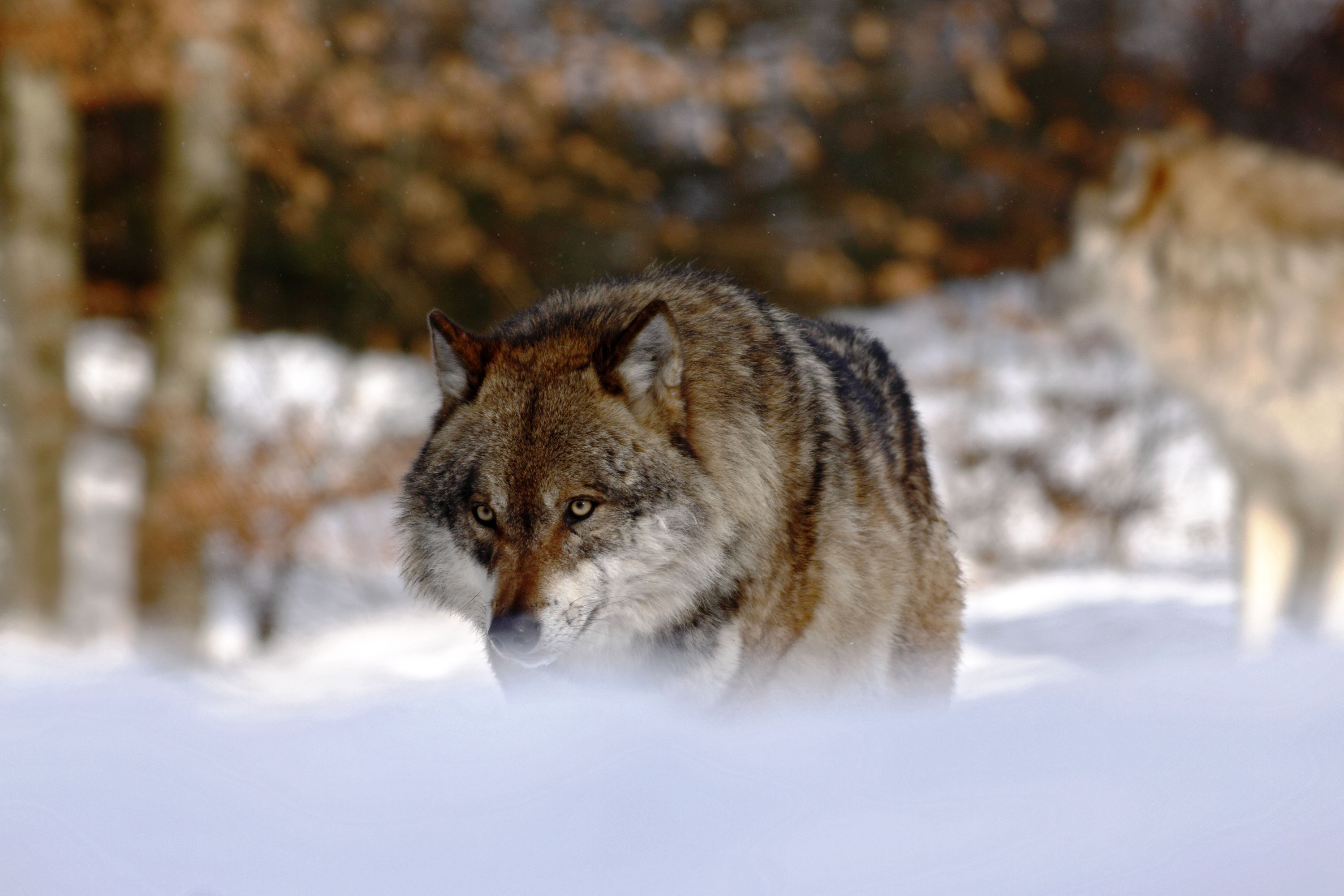 North American Predators
