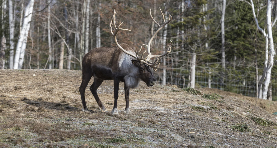last wild caribou