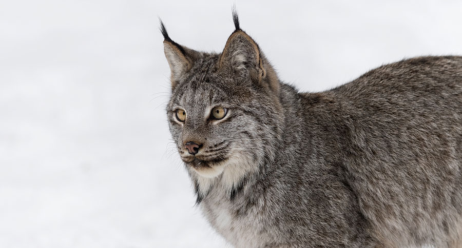 lynx in michigan