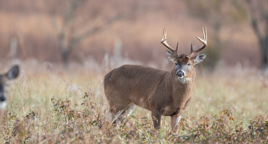 CWD in Pennsylvania