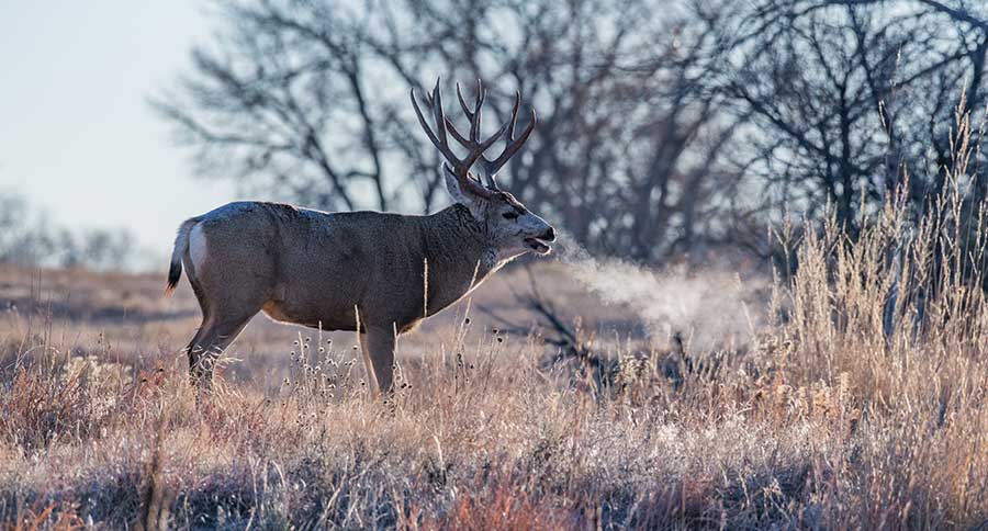 Deer Hunting Advice
