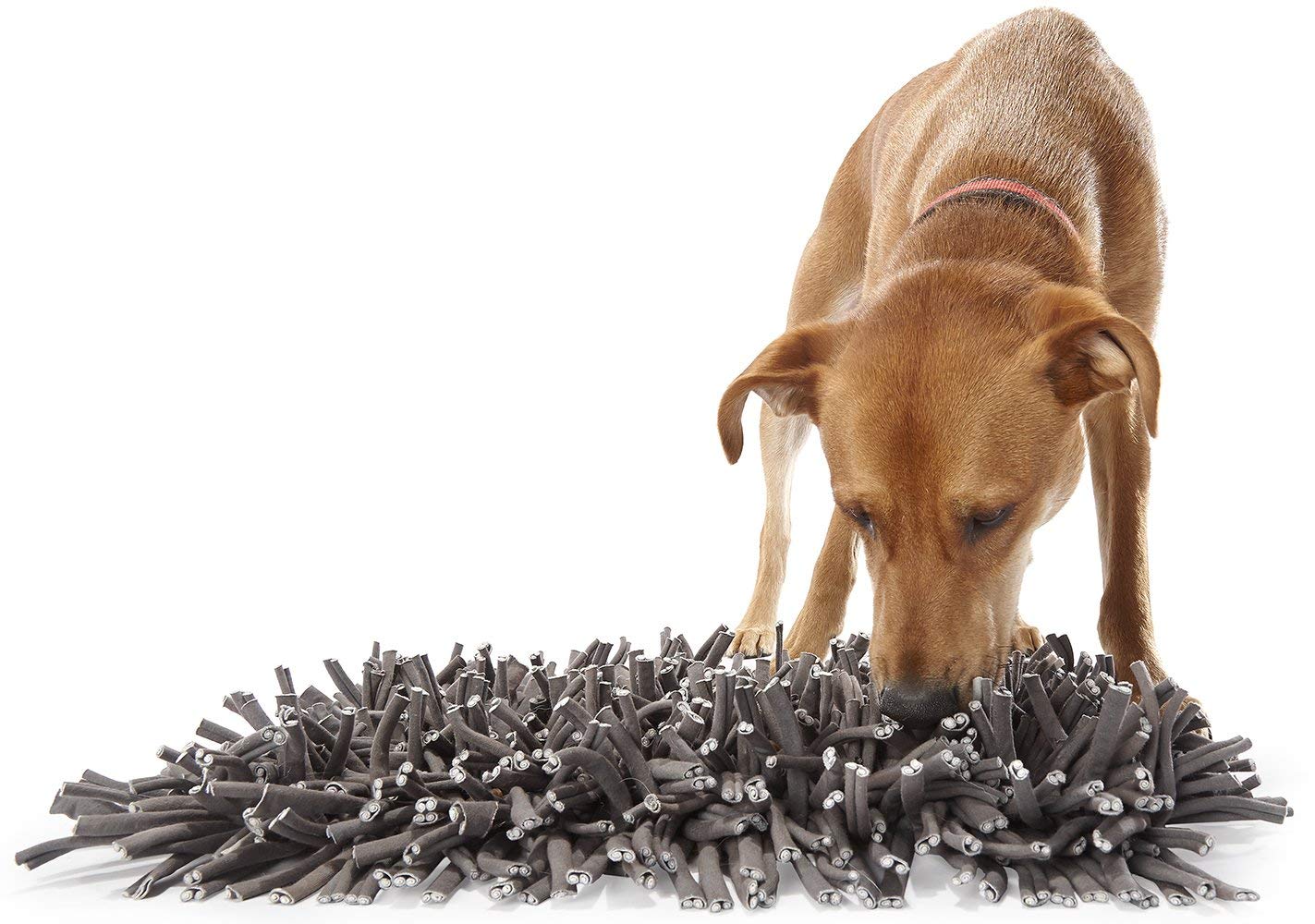 Games For Dogs 