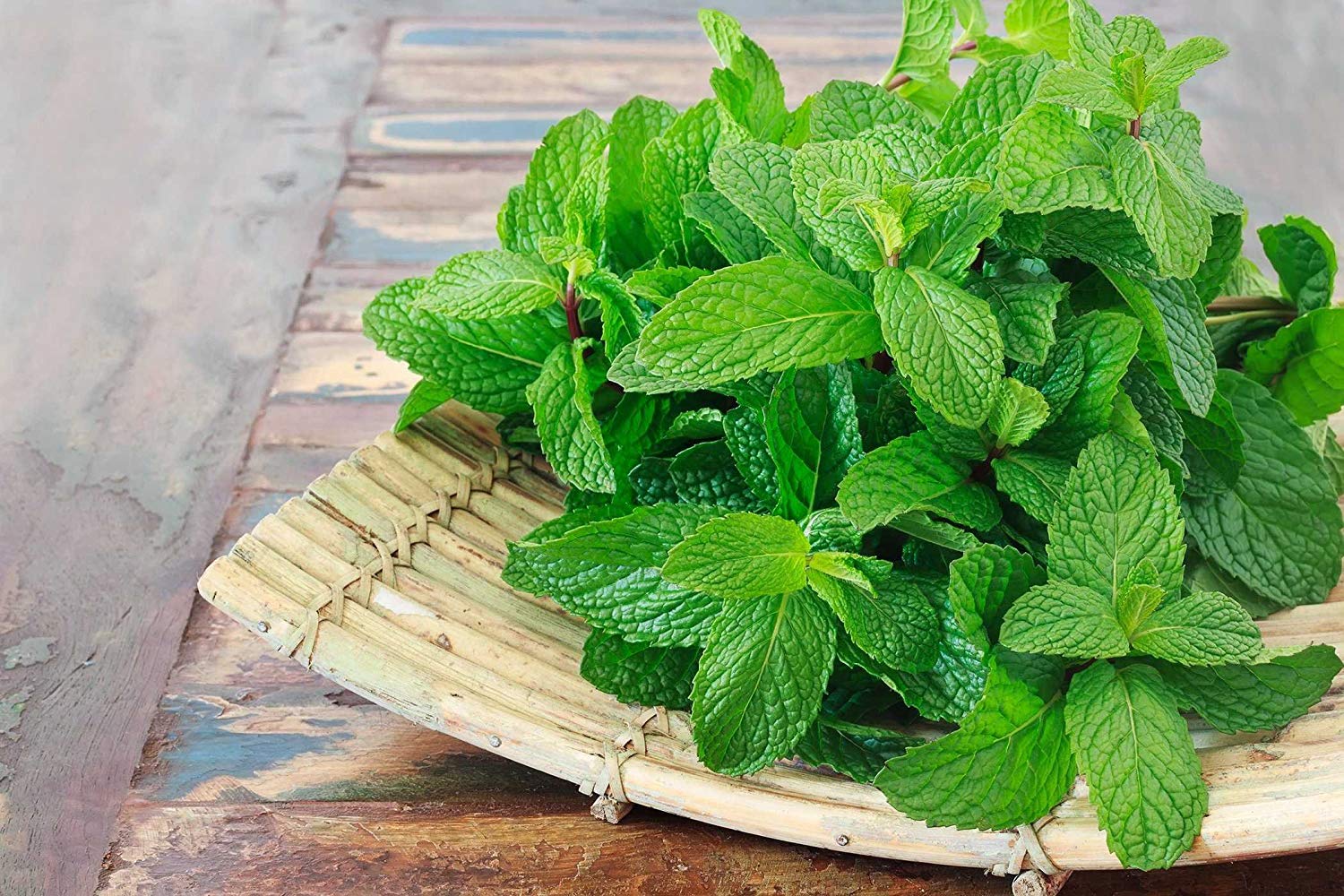 Mint