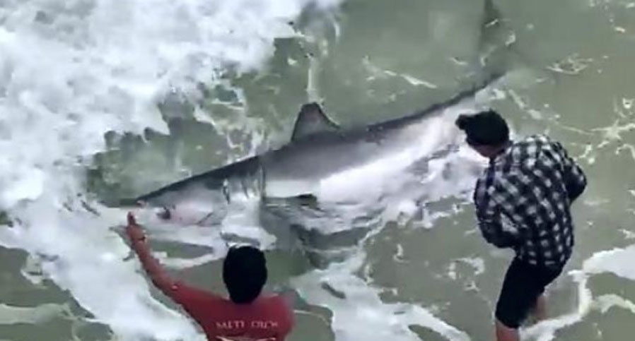 great white shark