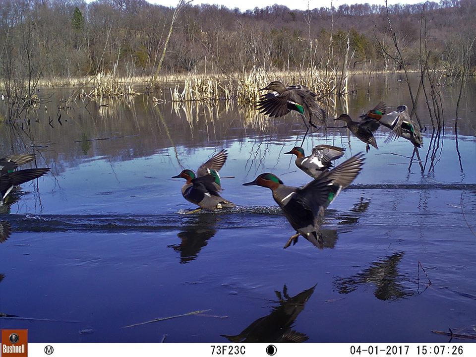Trail Cam Tuesday