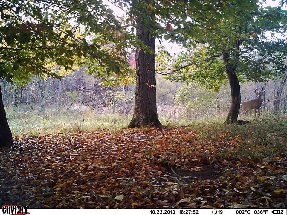 Trail Cam Tuesday