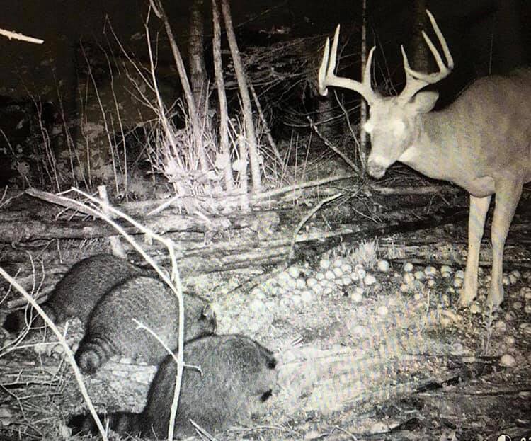 Trail Cam Tuesday