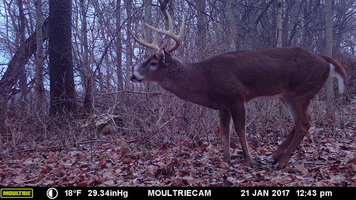Trail Cam Tuesday