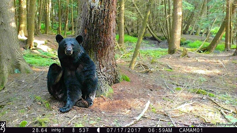 Trail Cam Tuesday