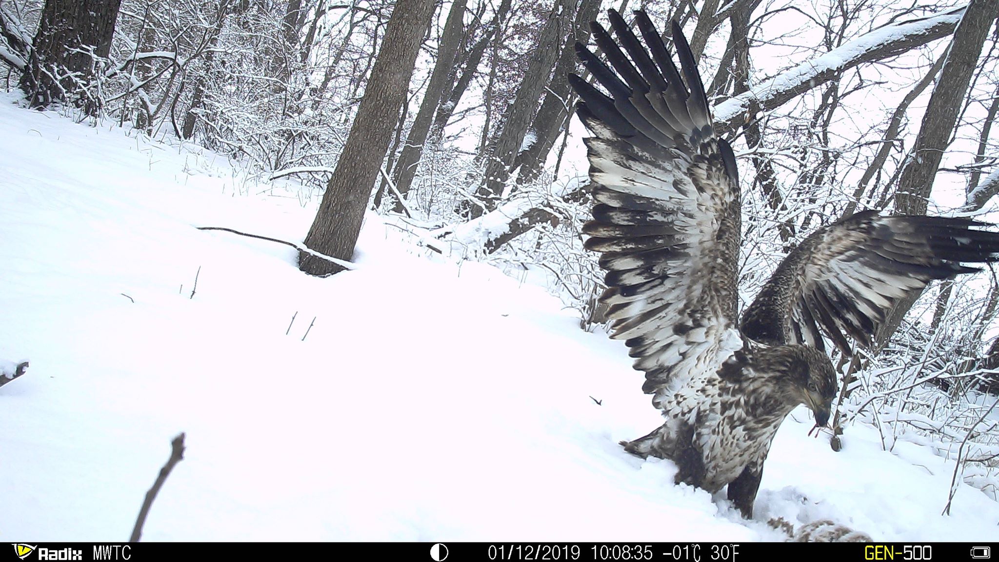 Trail Cam Tuesday