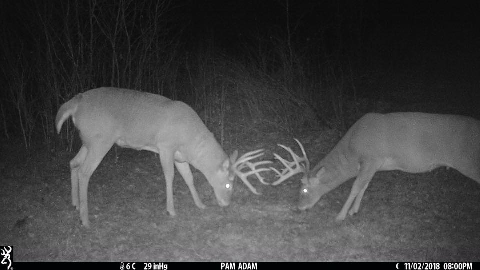 Trail Cam Tuesday