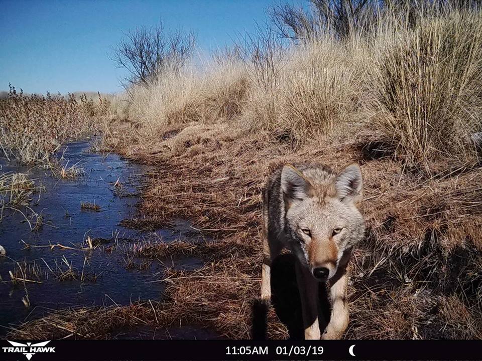 Trail Cam Tuesday