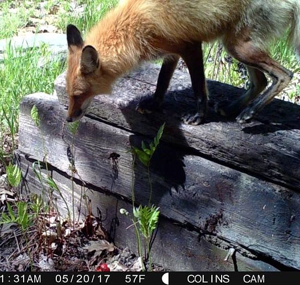 Trail Cam Tuesday