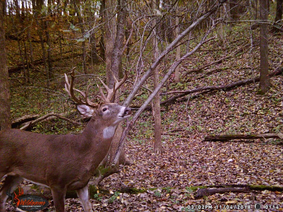 Trail Cam Tuesday
