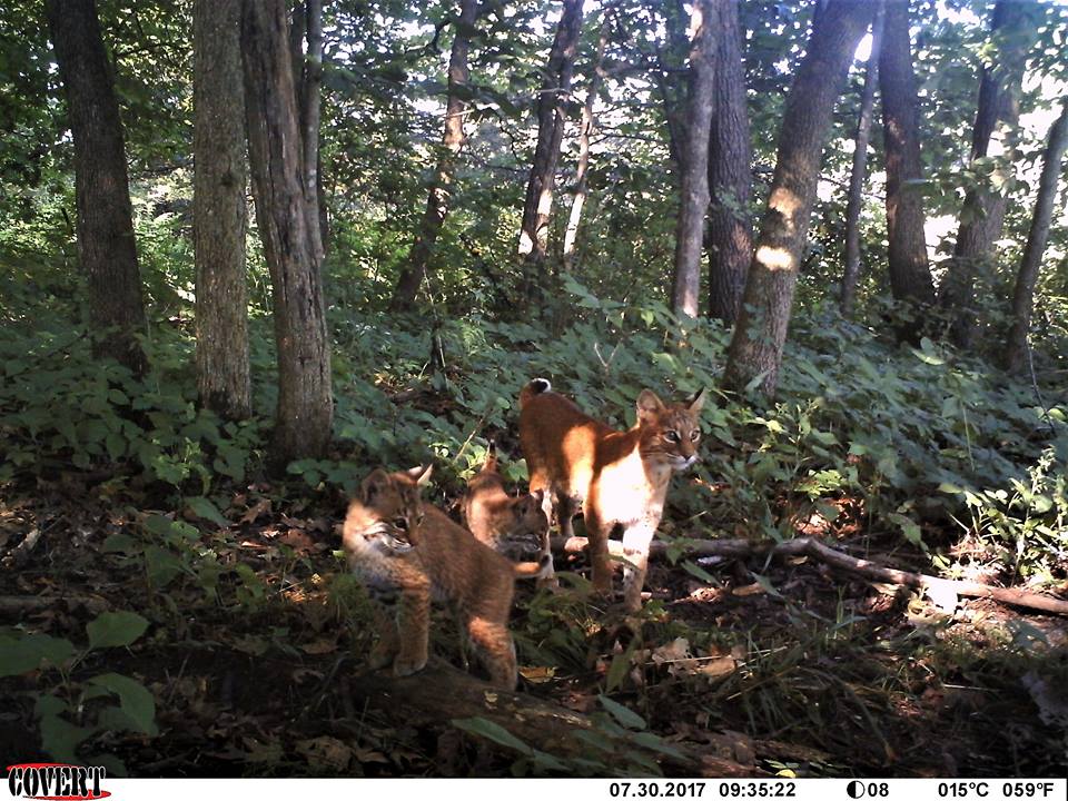 Trail Cam Tuesday