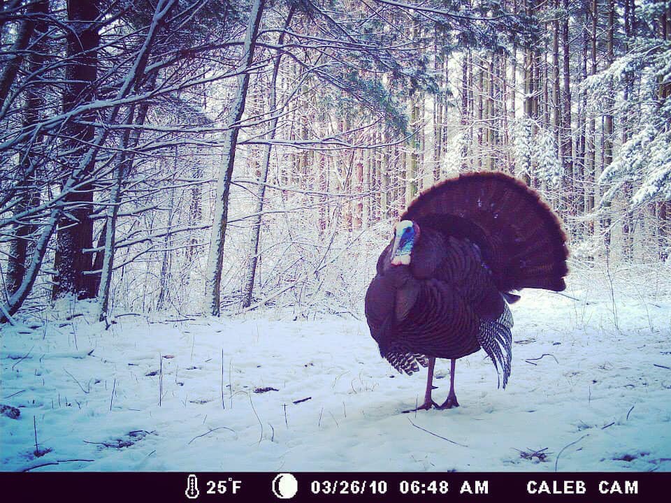 Trail Cam Tuesday