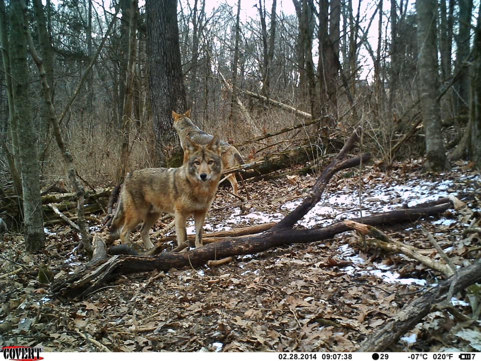 Trail Cam Tuesday