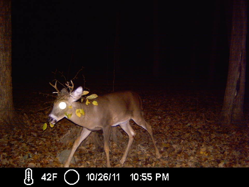 Trail Cam Tuesday
