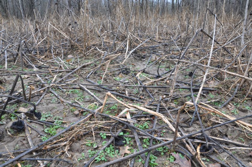 shed hunting tips