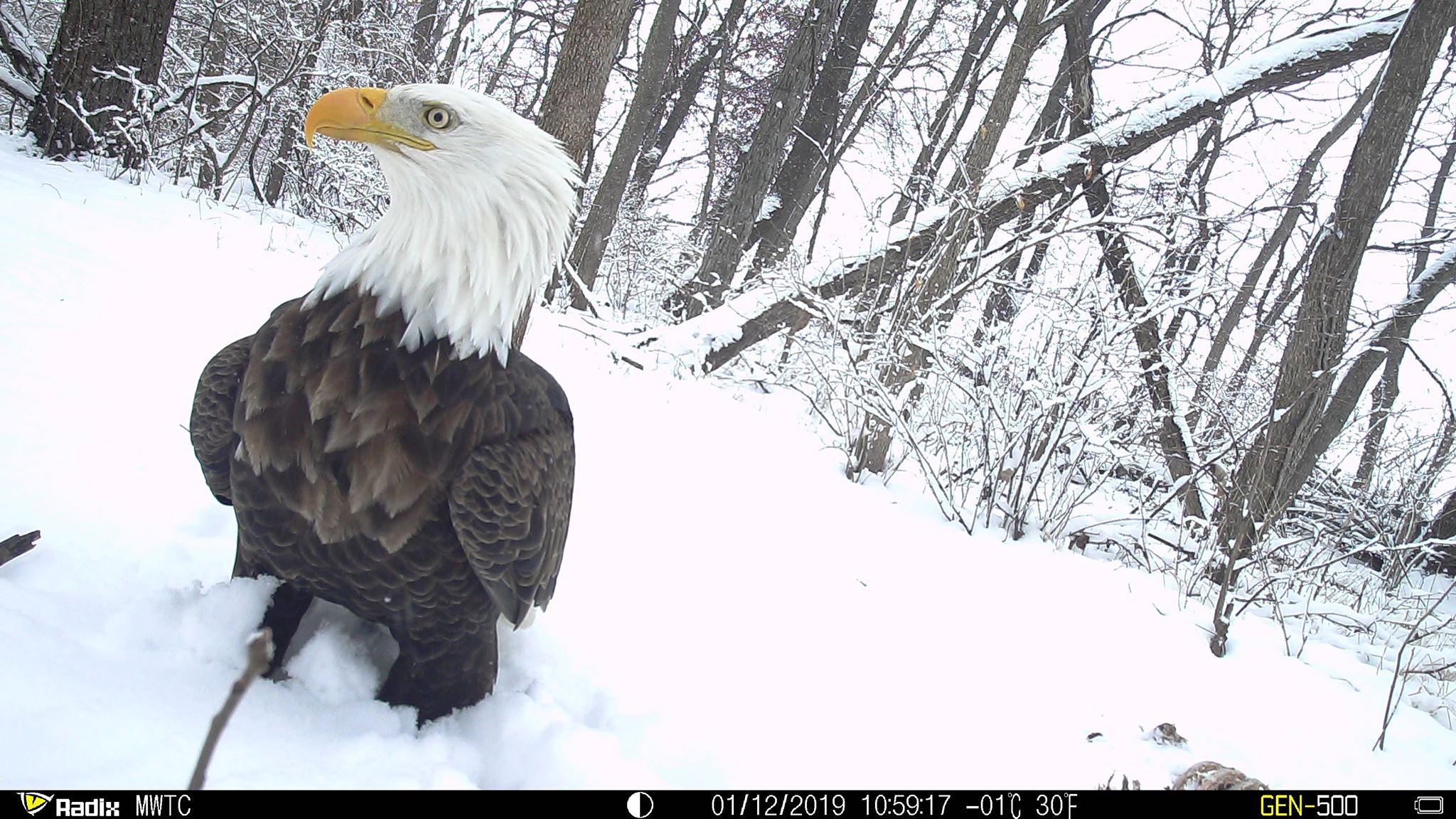 Trail Cam Tuesday