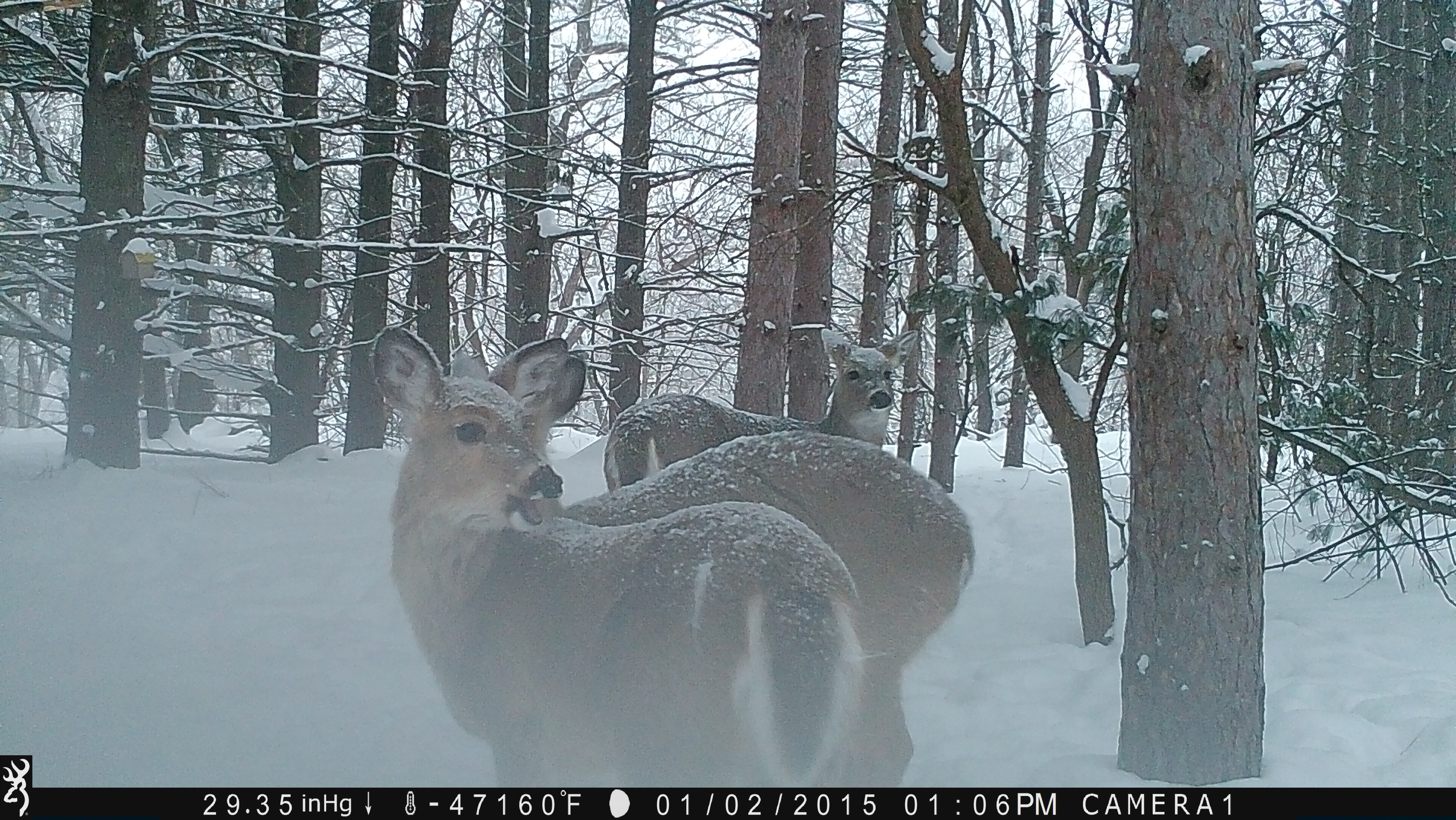 Trail Cam Tuesday