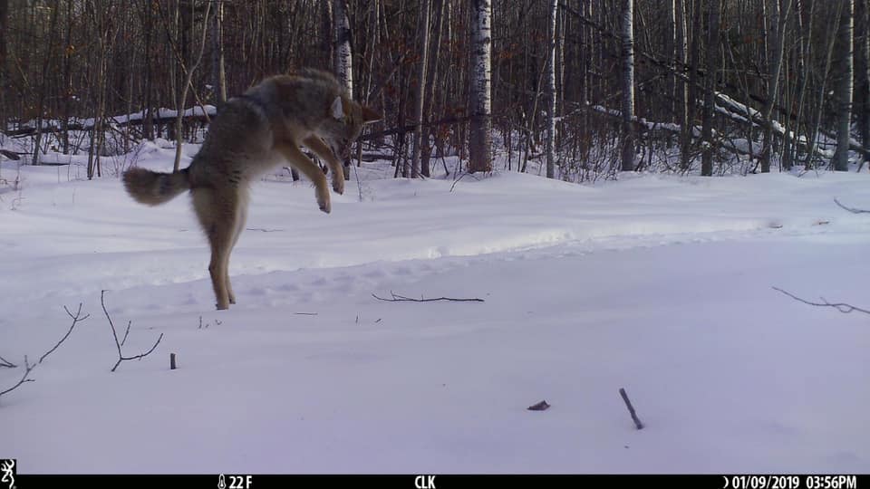 Trail Cam Tuesday