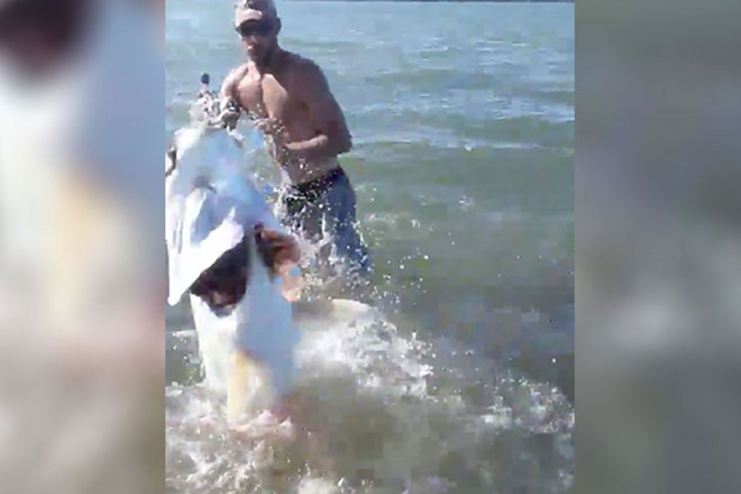 tarpon