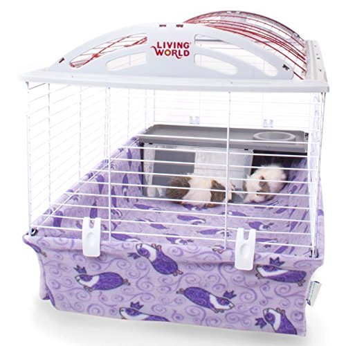 Guinea Pig