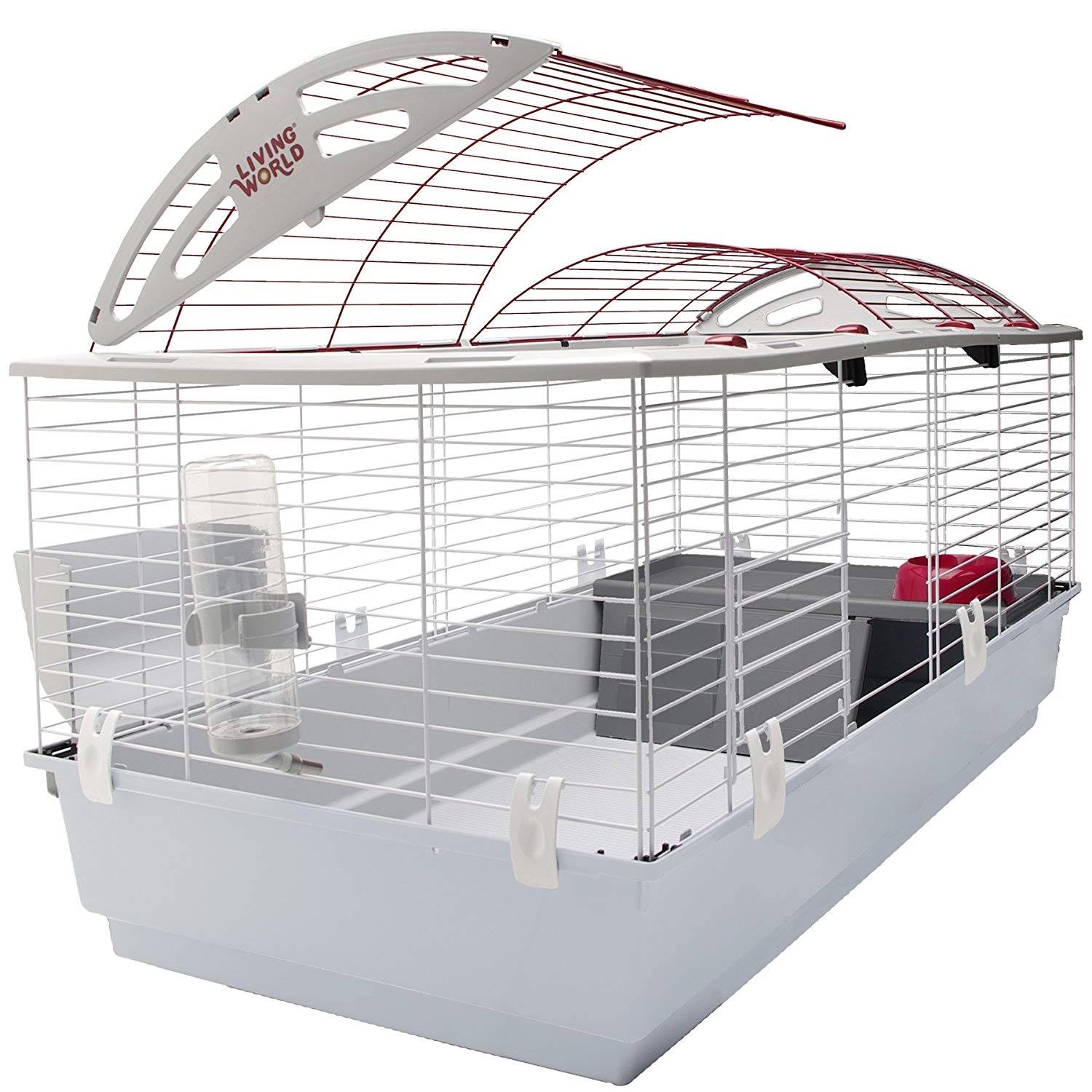Guinea Pig 