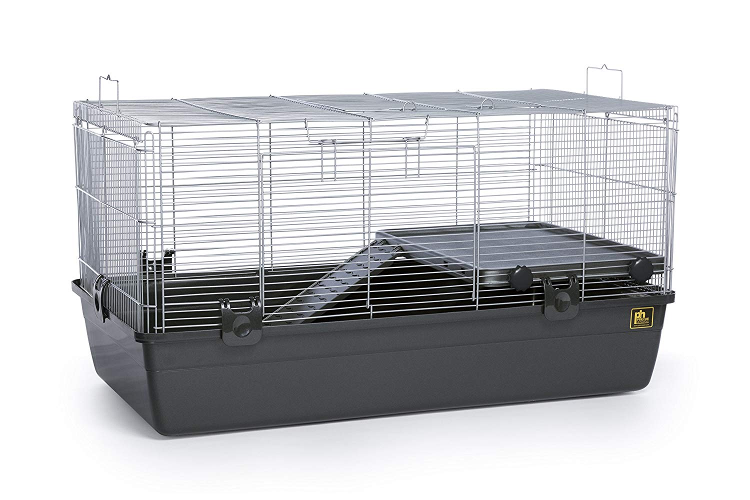Guinea Pig