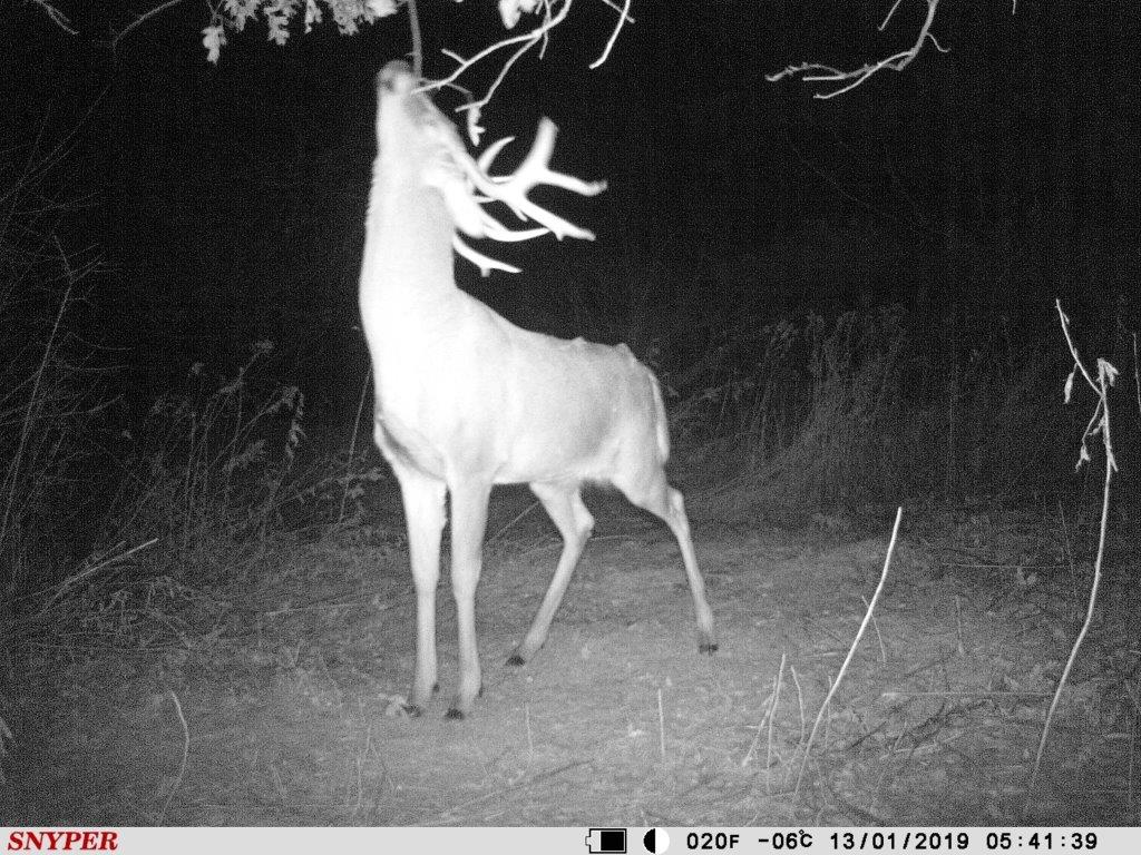 Trail Cam Tuesday