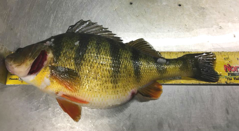 Iowa perch