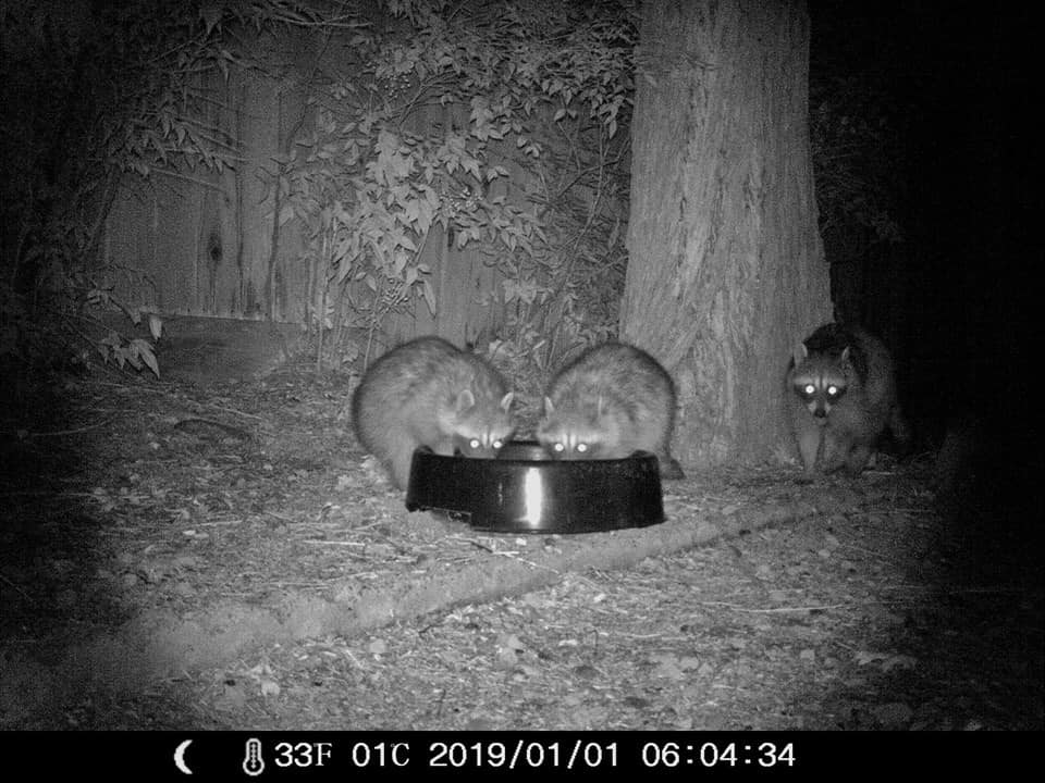 Trail Cam Tuesday