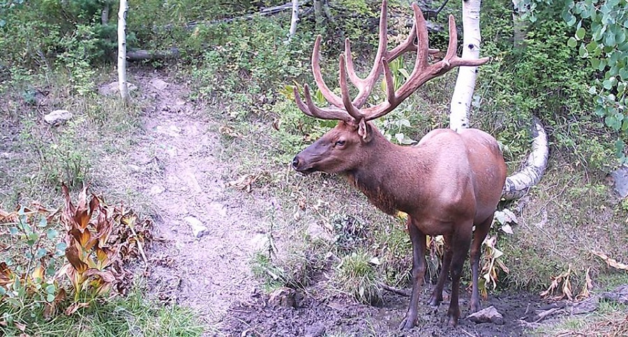 Trail Cam Tuesday