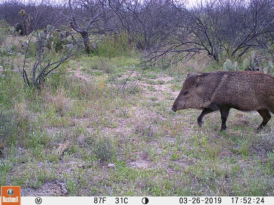 Trail Cam Tuesday