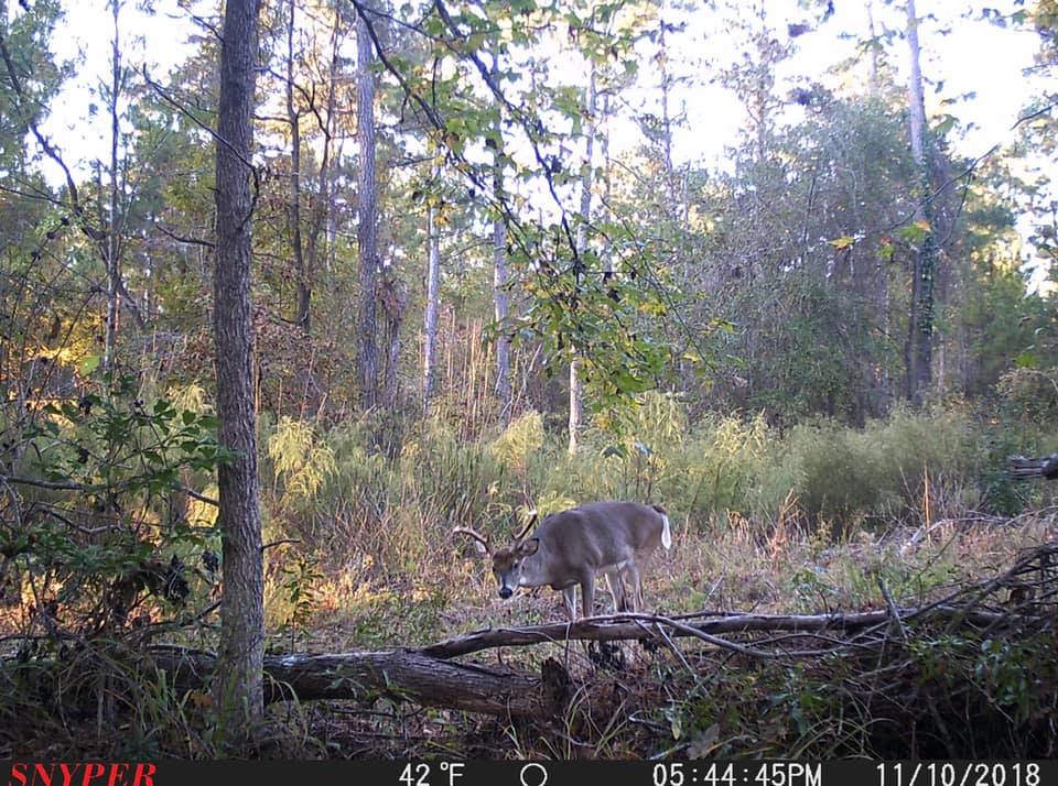 Trail Cam Tuesday