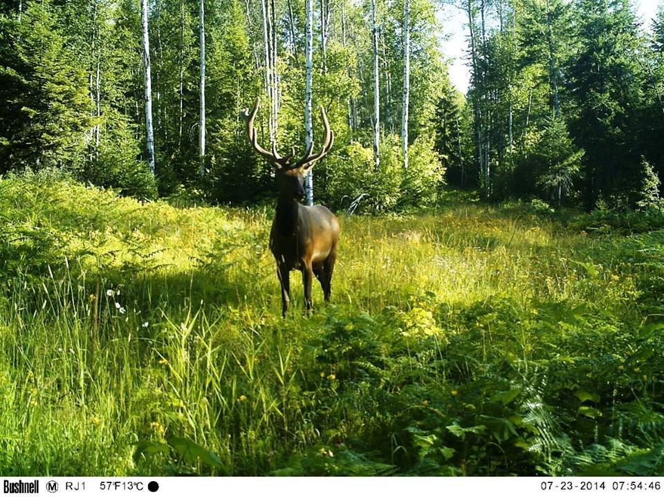 Trail Cam Tuesday