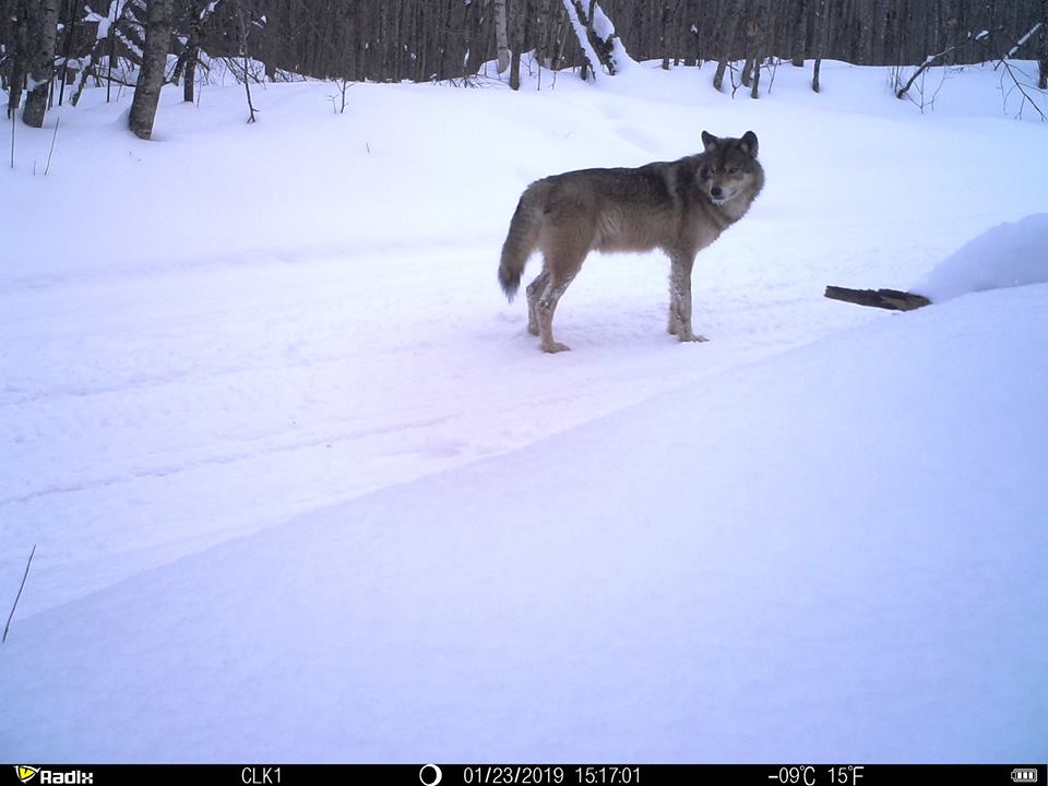 Trail Cam Tuesday