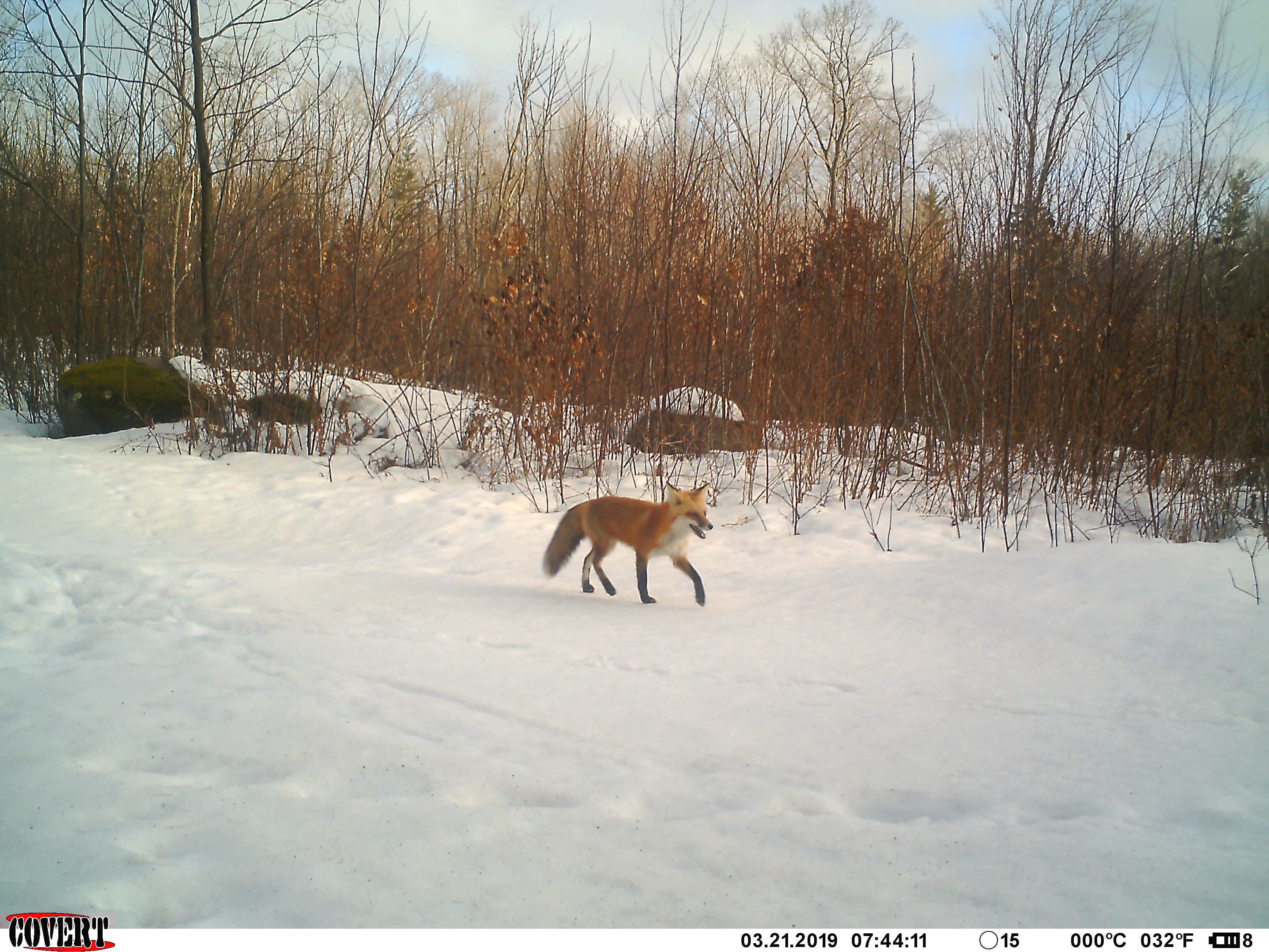 Trail Cam Tuesday