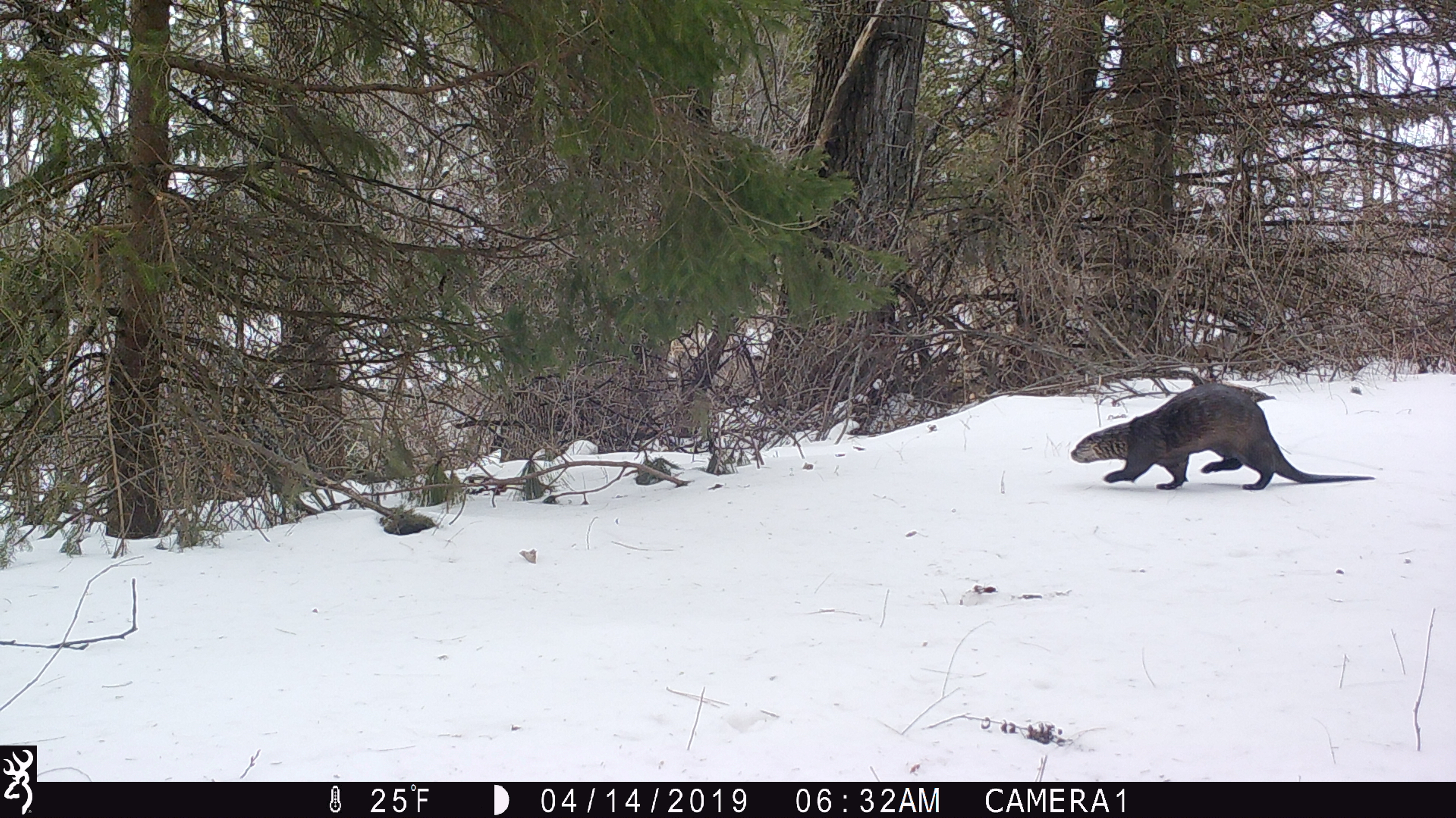 Trail Cam Tuesday