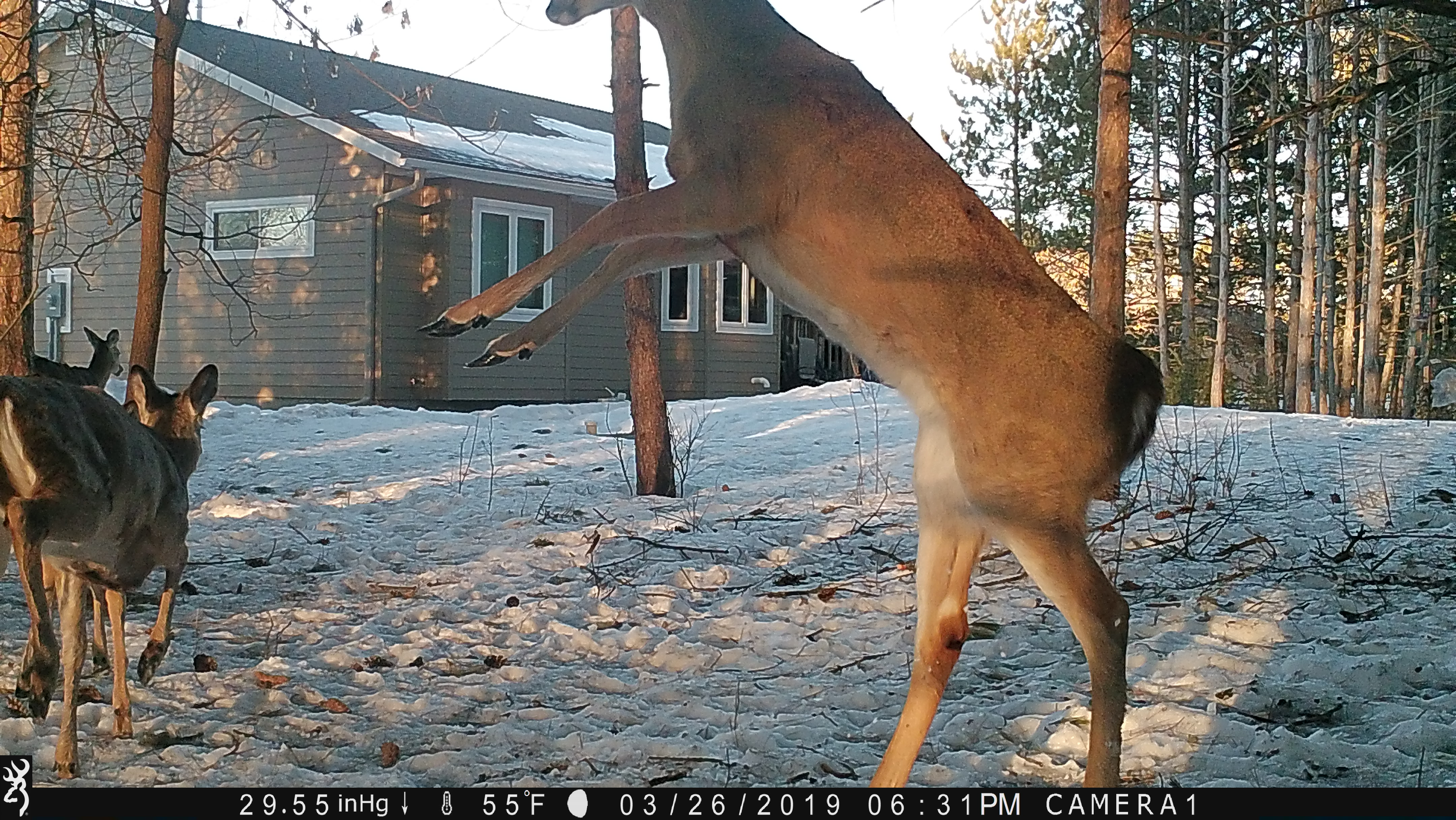 Trail Cam Tuesday